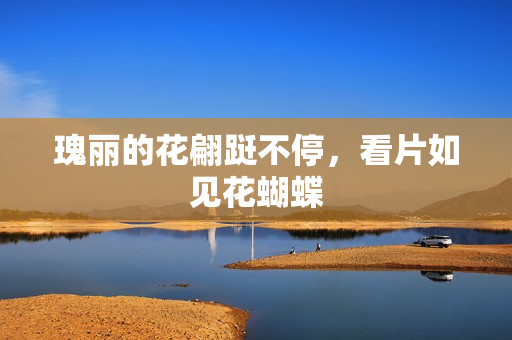 瑰丽的花翩跹不停，看片如见花蝴蝶